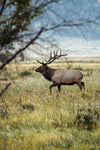 Elk Rut