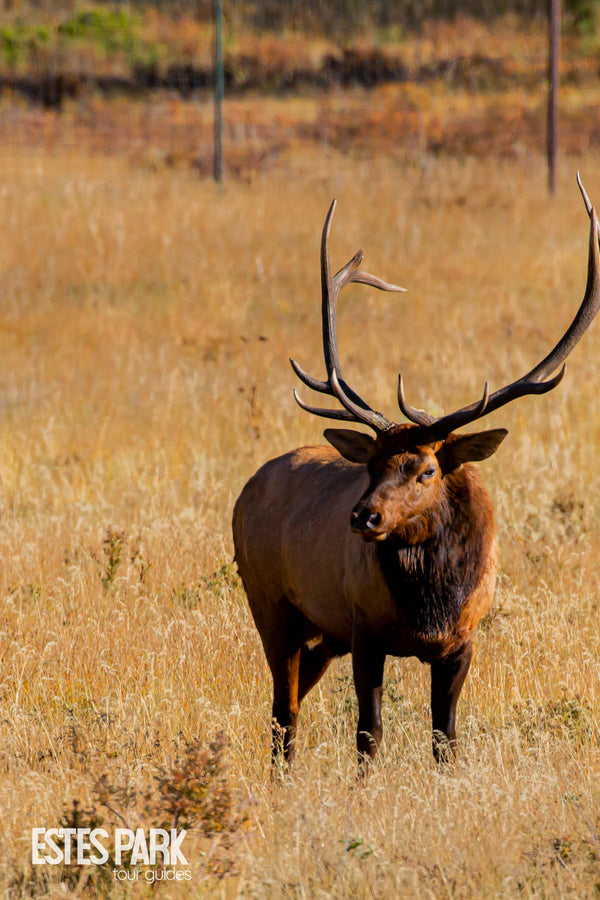 Elk Rut