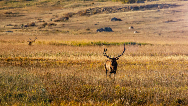 Elk Rut