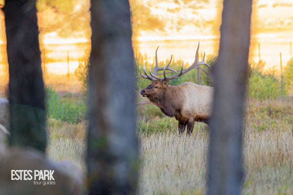 Elk Rut